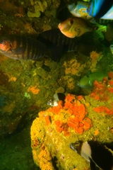 Pseudogoniistius nigripes