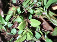 Ludwigia palustris