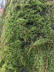 Callicladium imponens