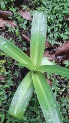 Crinum pedunculatum