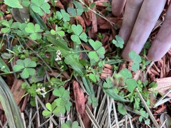 Oxalis corniculata