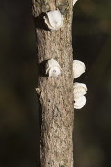 Callococcus pulchellus