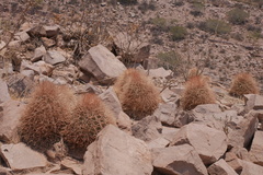 Parodia ritteri