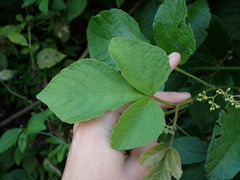 Cissus microcarpa