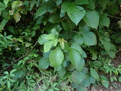 Cissus microcarpa