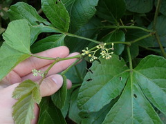 Cissus microcarpa