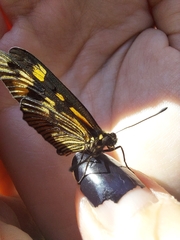 Actinote pellenea
