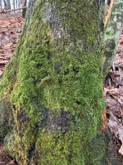 Callicladium imponens