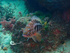 Serranus atricauda