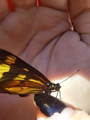 Actinote pellenea