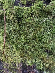 Callicladium imponens