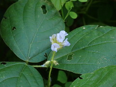 Calopogonium mucunoides
