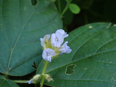 Calopogonium mucunoides