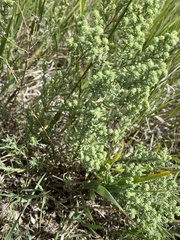 Symphyotrichum ericoides pansum