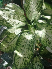 Dieffenbachia seguine