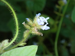 Calopogonium mucunoides