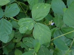 Calopogonium mucunoides
