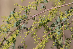 Acacia spectabilis