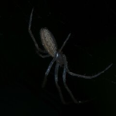 Larinia