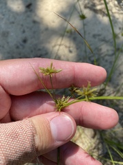 Cyperus grayi