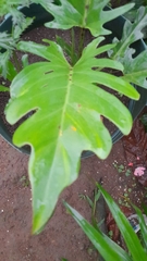 Thaumatophyllum xanadu