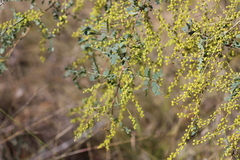 Acacia spectabilis