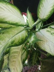 Dieffenbachia