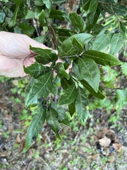 Persea borbonia