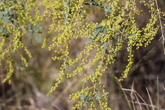 Acacia spectabilis