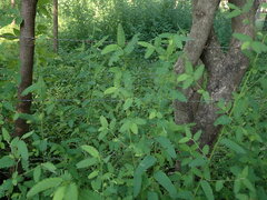 Aeschynomene americana