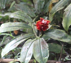 Costus scaber