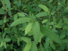 Aeschynomene americana