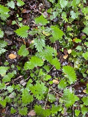 Urtica sykesii