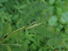 Aeschynomene americana