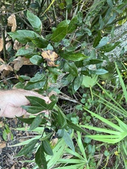 Persea borbonia