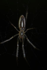 Larinia