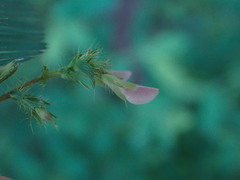 Aeschynomene americana