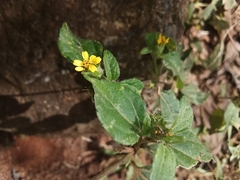 Synedrella nodiflora