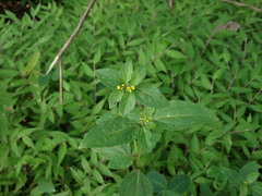 Synedrella nodiflora