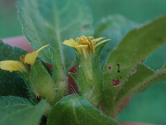Synedrella nodiflora