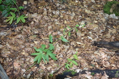 Cardamine bulbifera