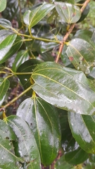 Cinnamomum burmanni