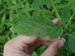 Synedrella nodiflora