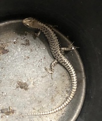 Concinnia tenuis