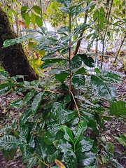 Coffea arabica