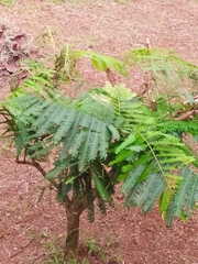 Vachellia macracantha