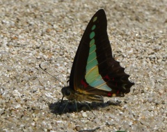 Graphium choredon