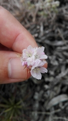 Armeria welwitschii