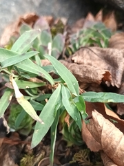 Caryophyllaceae