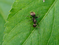 Camponotus novogranadensis